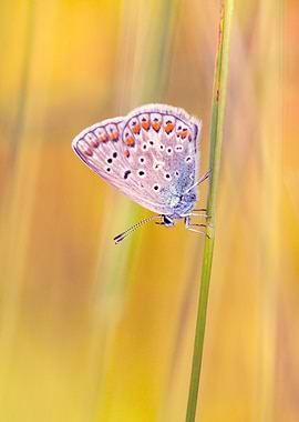 Butterfly on a blade of grass