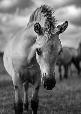 Curious Konik foal in black and white