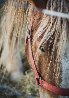 Close-up of a Brown Horse