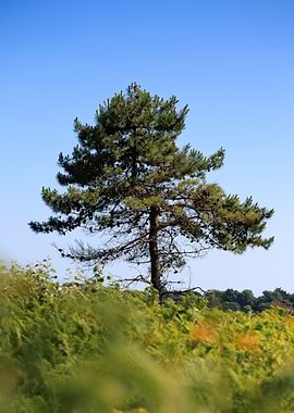Lone Pine Tree Against Blue Sky