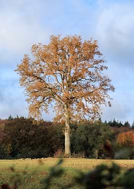 Autumn Tree in a Field