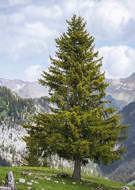 Lone Tree in Mountainous Landscape