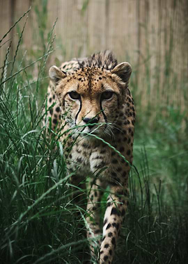 Cheetah in Tall Grass