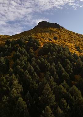 Madeira - Mountain with Yellow Flowers and Green Trees