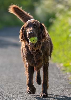Dog with Tennis Ball Portrait