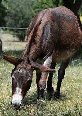 Brown Donkey Grazing in a Field