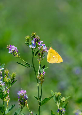 Yellow Butterfly on Purple Flowers