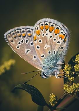 Close-up of a Common Blue Butterfly on Plant