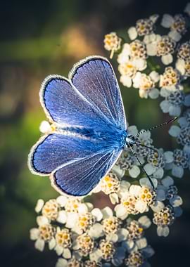 Common Blue Butterfly on White Flowers