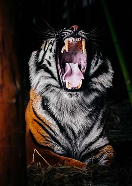 Roaring Sumatran Tiger Portrait