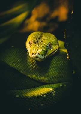 Green tree python (Morelia viridis) Close-Up