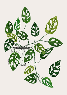 Monstera Obliqua Plant