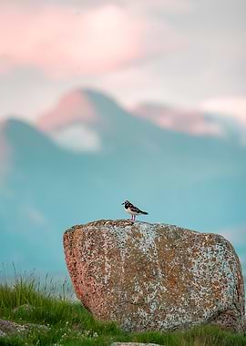 Ruddy turnstone at Sunset