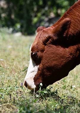 Brown and White Cow Grazing