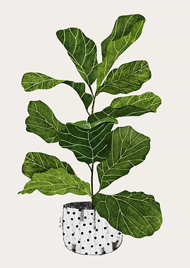 Fiddle Leaf Fig Plant