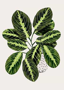 Maranta Plant in Polka Dot Pot