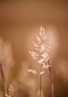 Delicate Grass in Warm Light