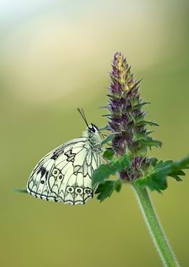 Butterfly on a Purple Flower