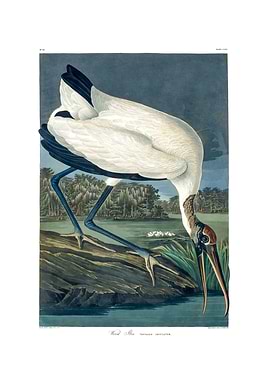 The Birds of America - Wood Ibis
