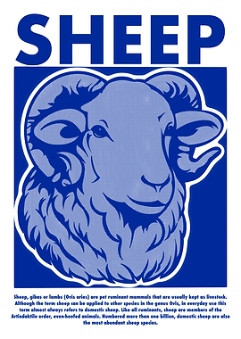 Blue Sheep Illustration