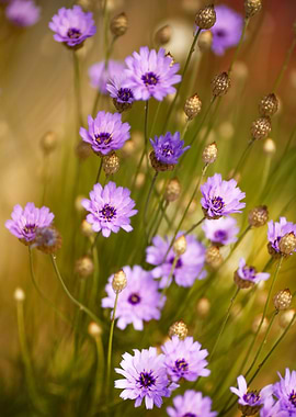 Purple Flowers and Buds