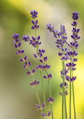 Lavender Flowers Close-Up