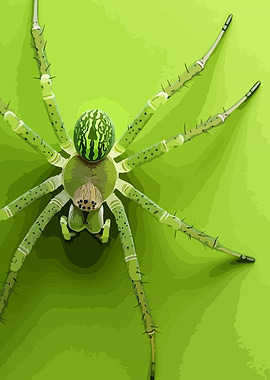 Green Spider Illustration