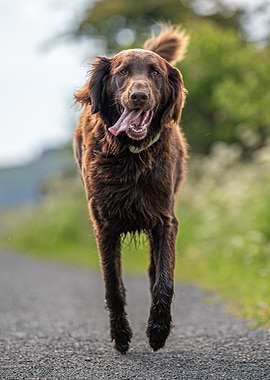 Happy Brown Dog Running Outdoors
