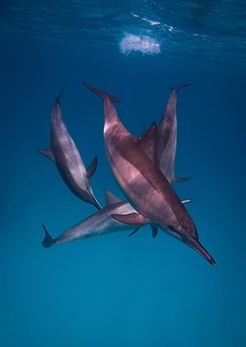 Dolphins swimming in the ocean