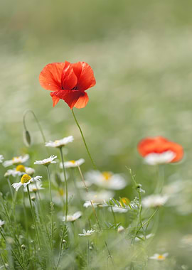 Red Poppy and White Daisies in a Field