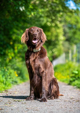 Brown Flat-Coated Retriever Portrait