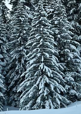 Snow-covered Evergreen Trees
