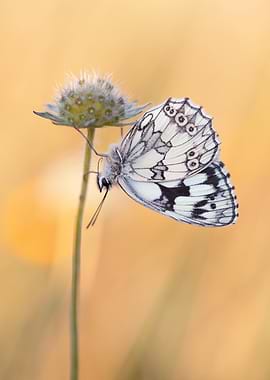 Marbled White Butterfly on Flower