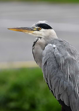 Grey Heron Portrait