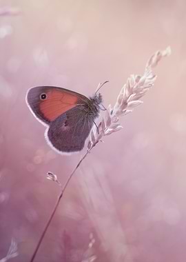 Butterfly on Grass in Soft Light