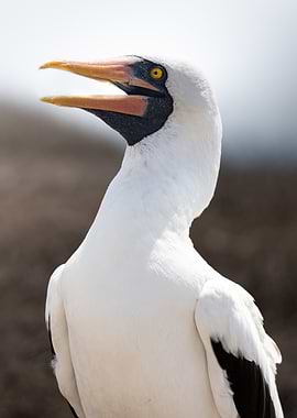 Close-up of a Nazca Booby