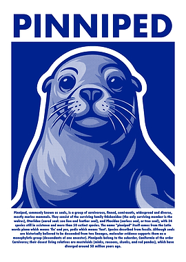 Pinniped Seal Illustration