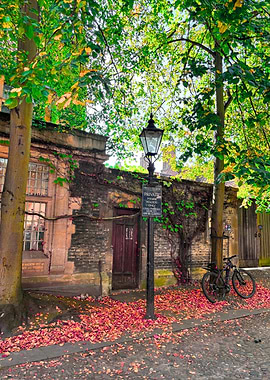 Autumn Leaves on Cambridge Street
