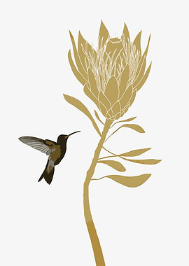 Hummingbird and Protea Flower Illustration