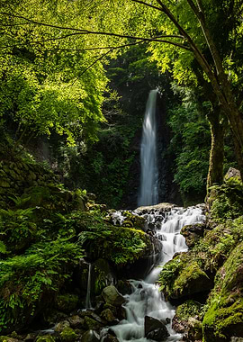 Waterfall Lush Forest