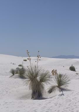 White Sands National Park Landscape