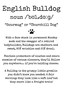 English Bulldog Funny Definition