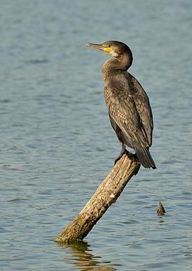 Cormorant Perched on a Log