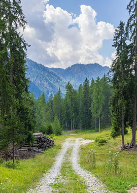 Forest Path Landscape