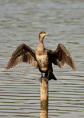 Cormorant on Post Drying Wings