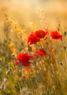 Red Poppies in Golden Light