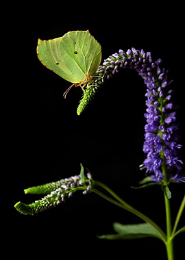 Butterfly on Purple Flower