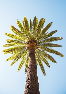 Palm tree against a blue sky