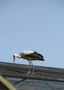 Stork on a roof