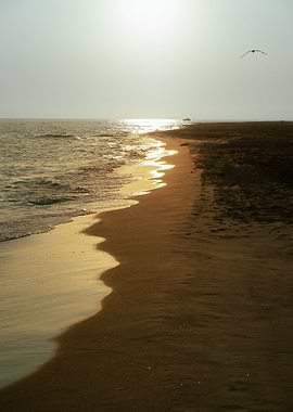 Golden Beach at Sunset with Bird